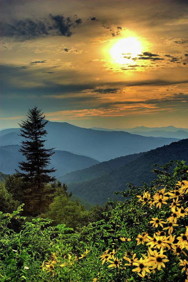 Flowery Pine Sunset in the Blue Ridge Photograph by Dan Carmichael