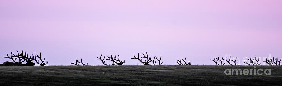 Flowing Elk Antlers Photograph by Gary Beeler