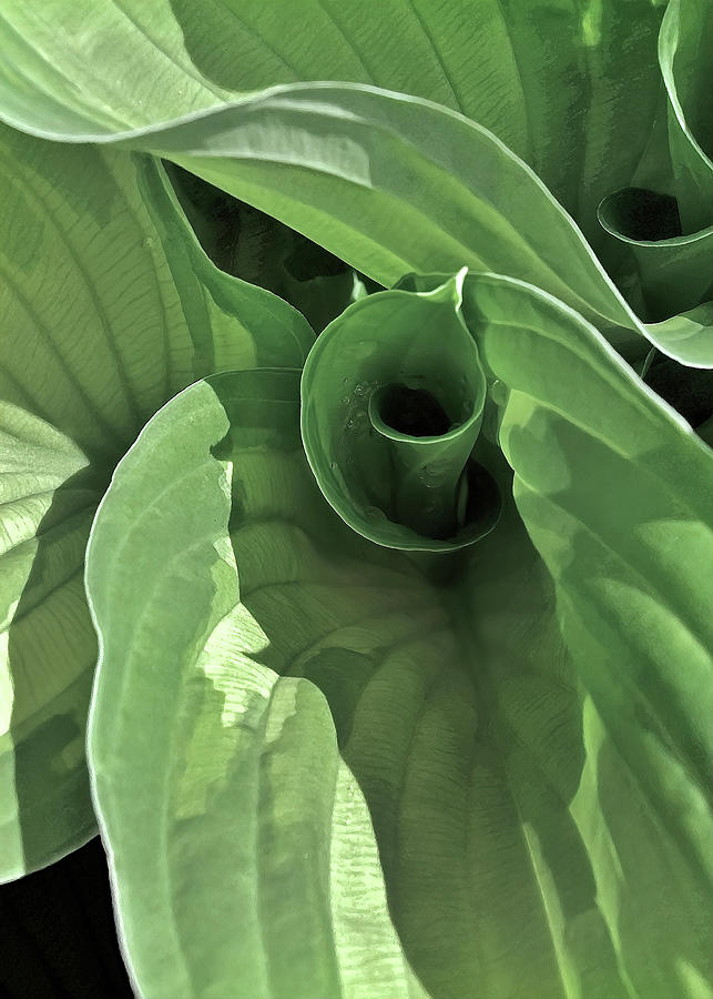 Flowing Hosta Leaves Photograph by Kathi Mirto