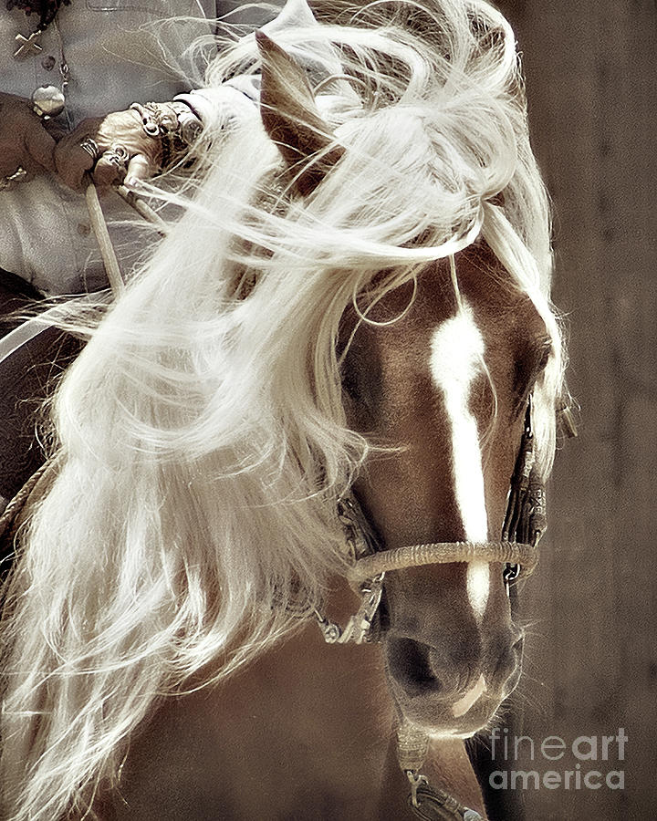 Flowing Mane Photograph by Jerry Cowart