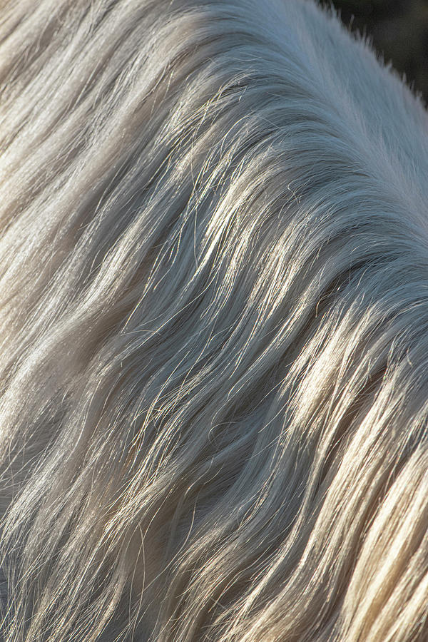 Horse Photograph - Flowing Mane by Phil And Karen Rispin