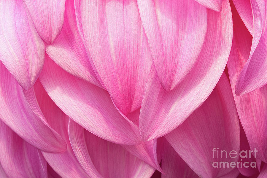 Flower Photograph - Flowing by Marilyn Cornwell