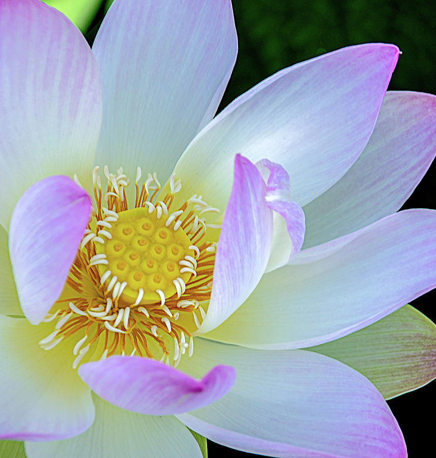 Flowing Petals of a Lotus Photograph by Julie Palencia