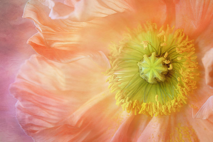 Flowing Poppy Petals Photograph by Cindi Ressler