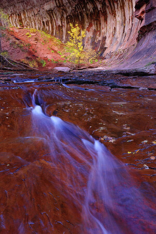 Flowing stream during autumn at Zion National Park in Utah Photograph by Jetson Nguyen