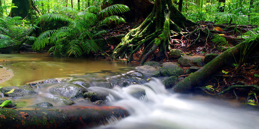 Cascading Stream In The Rainforest  - Fine Art Print Photograph by Kenneth Lane Smith