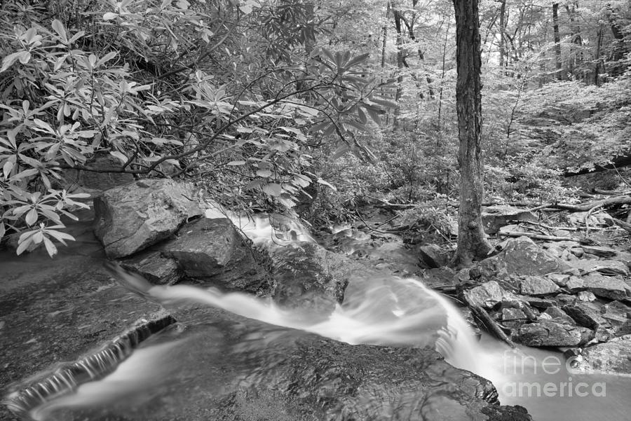 Flowing Through Forbes State Forest Black And White Photograph by Adam Jewell