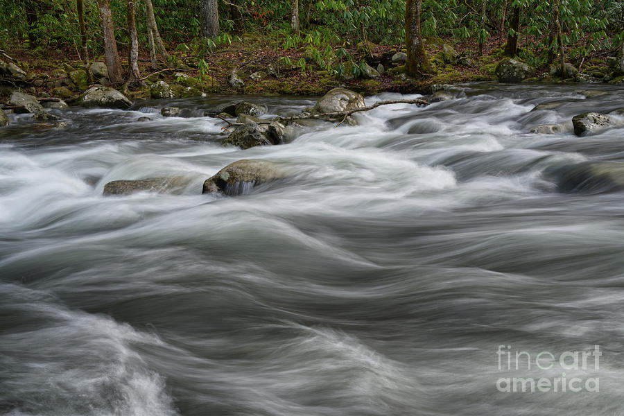 Flowing Through the Forest Photograph by Phil Perkins