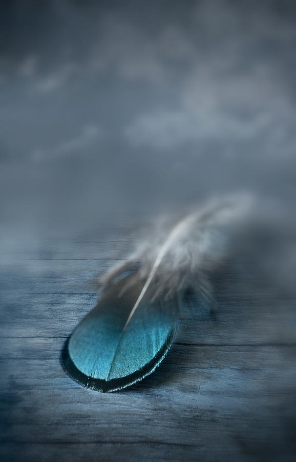 Feather Still Life Photograph - Flown by Maggie Terlecki