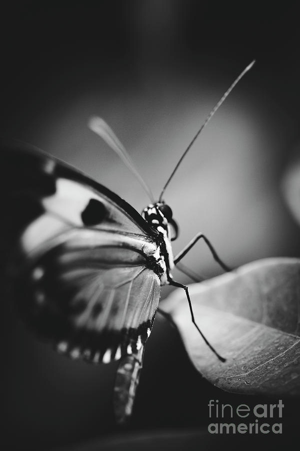 Butterfly Photograph - Fluent by Sharon Mau