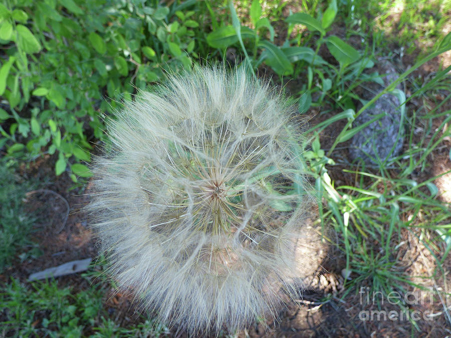 Salsify Photograph - Salsify Fluff by Charles Robinson