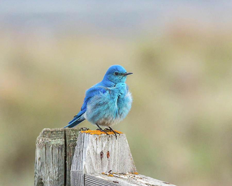 Fluff Daddy Bluebird In Idaho Photograph by Yeates Photography