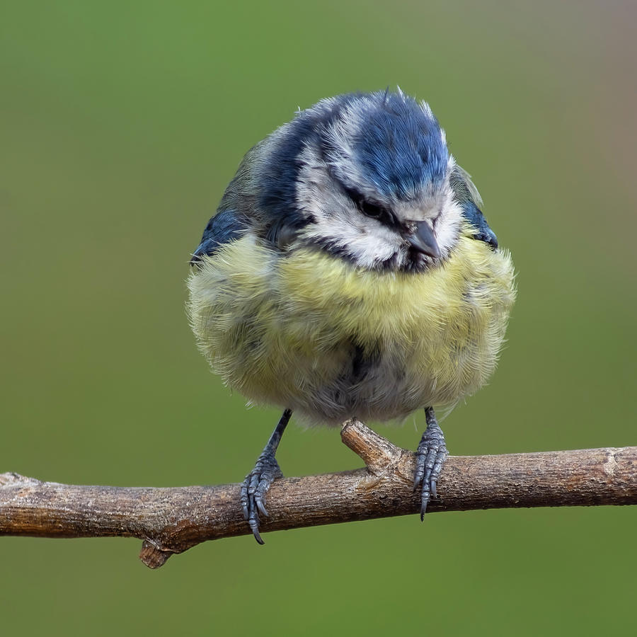 Fluffed up blue tit Photograph by Steev Stamford