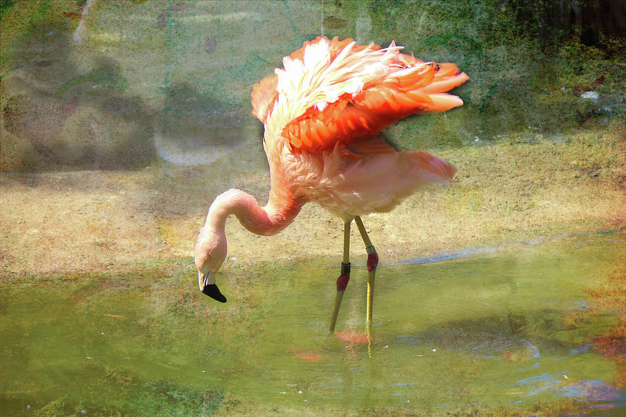 Fluffed up Flamingo  Photograph by Cathy Anderson