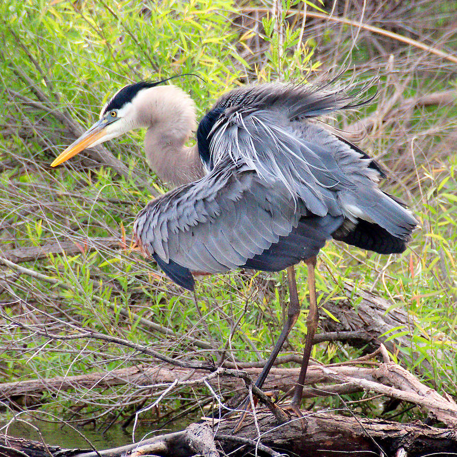 Fluffed Up Photograph By Gary Hartley 