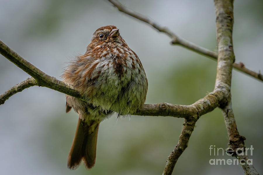 Fluffed up Song Sparrow Photograph by Nancy Gleason