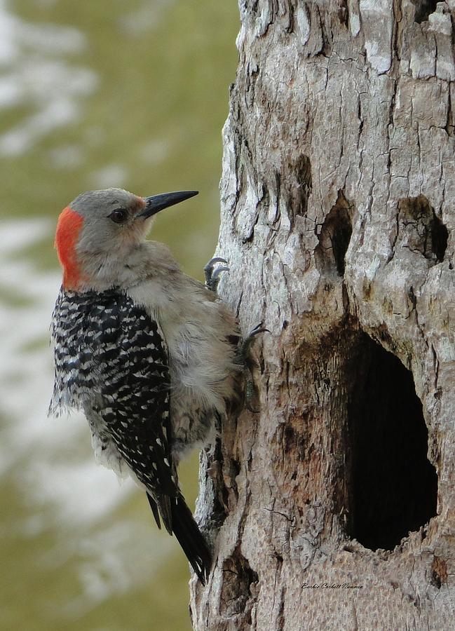 Female Red Bellied Woodpecker Fluffing Up Photograph by Barbie Corbett-Newmin