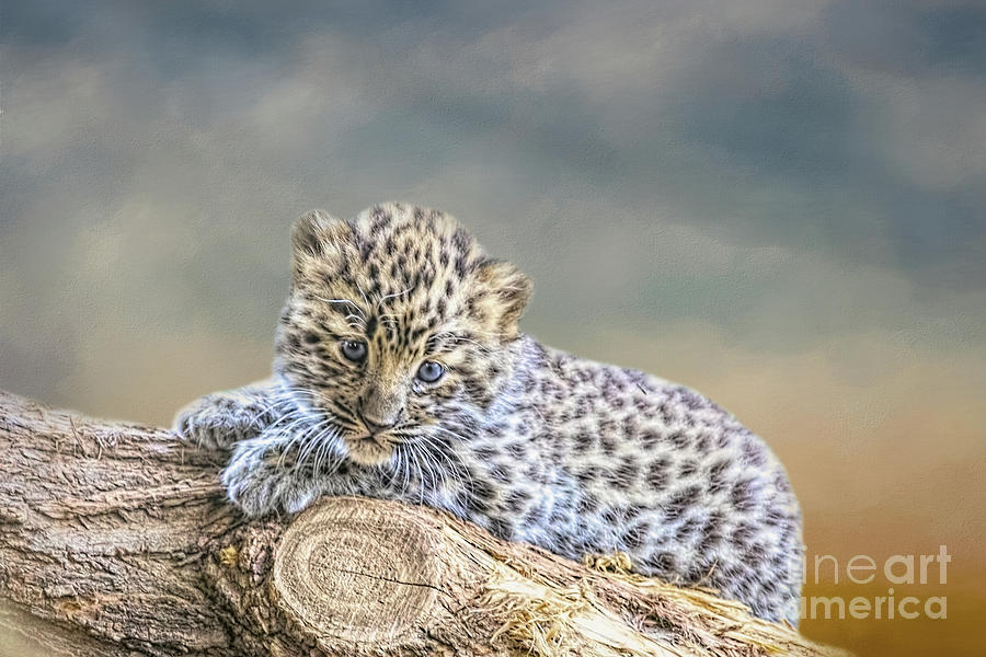 amur leopard cubs in snow