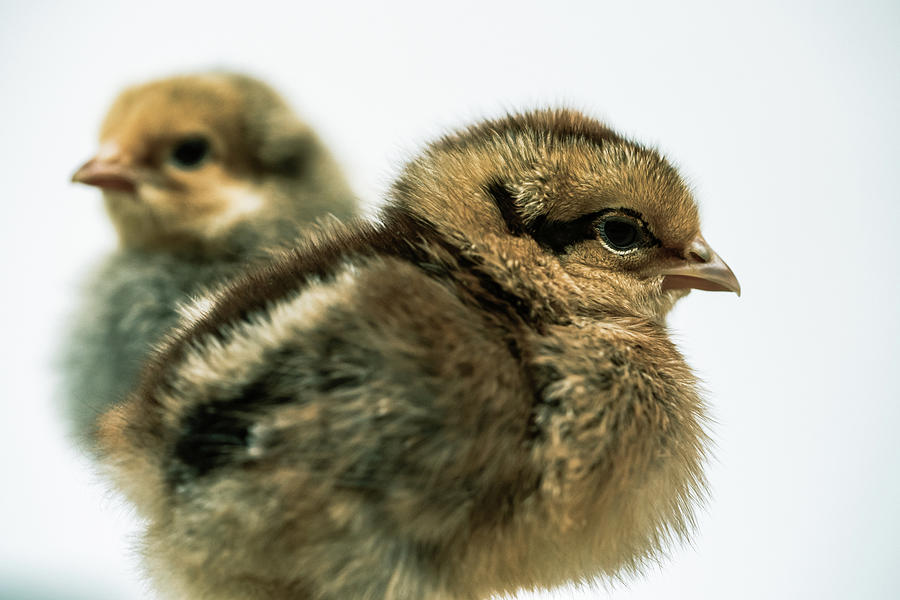 Fluffy Baby Chicks Photograph by Ada Weyland