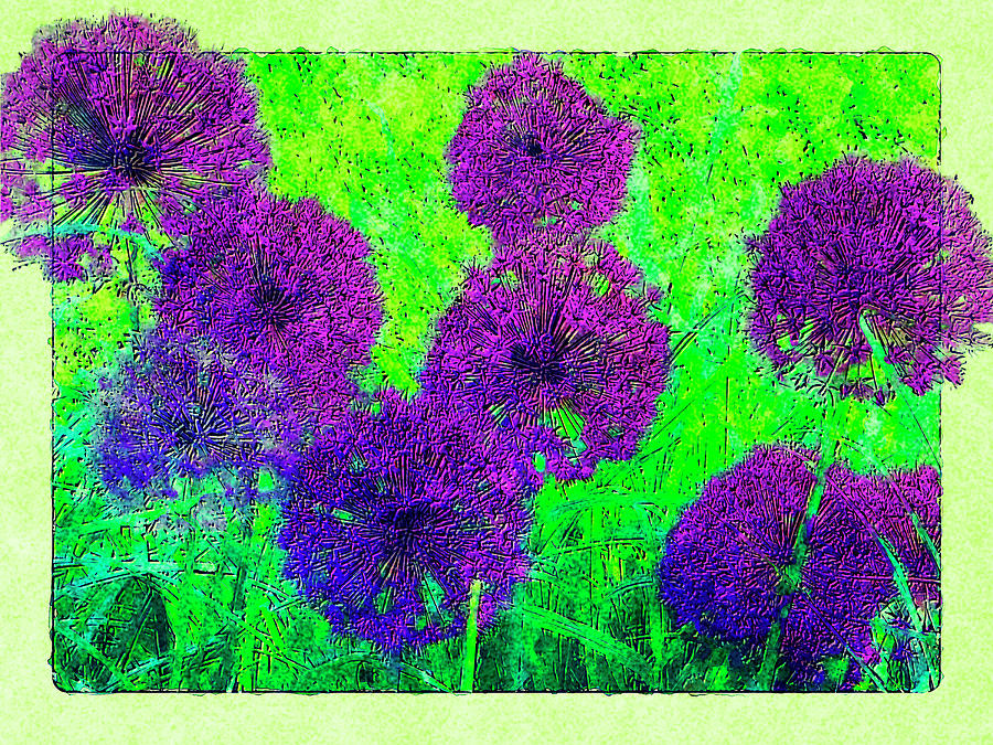 Fluffy Balls Of Allium Photograph by Leslie Montgomery