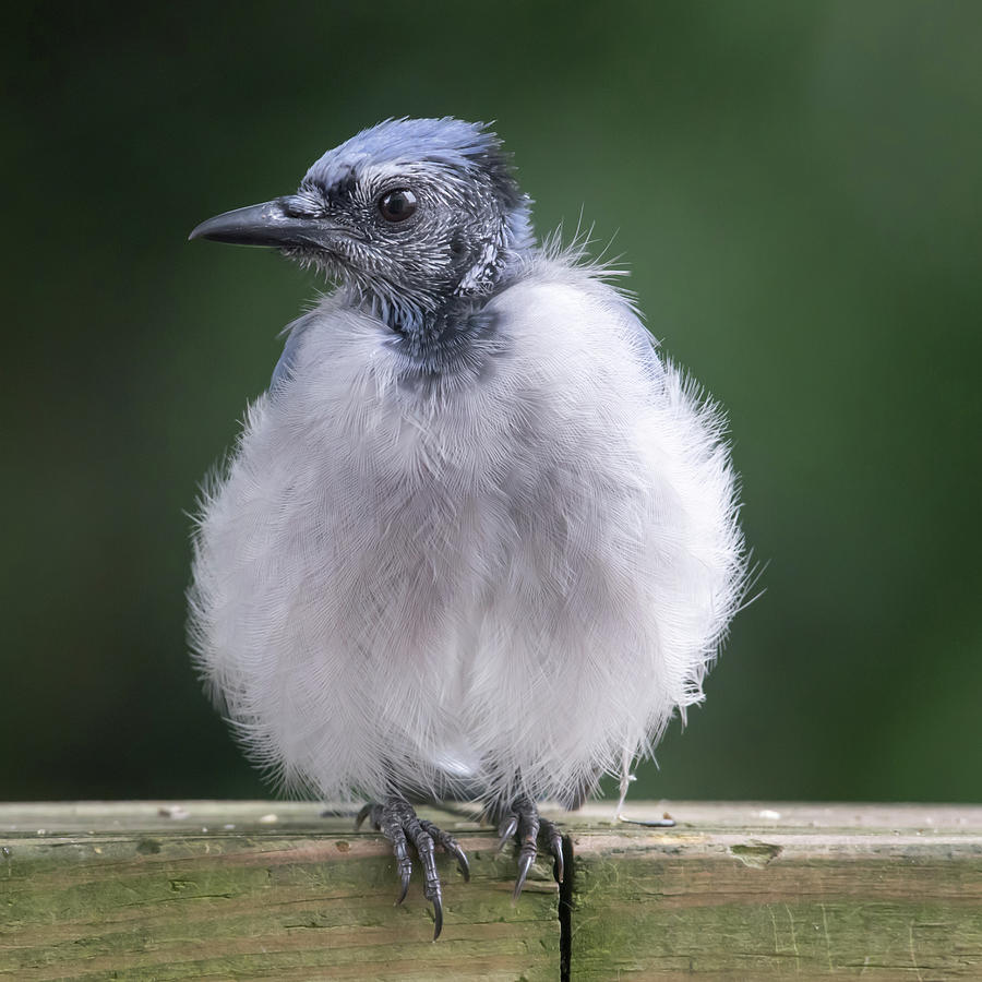 Fluffy Blue Jay Photograph by Terry DeLuco