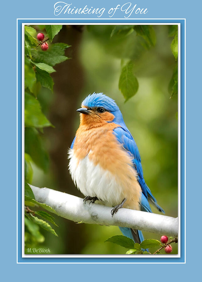 Bluebird Photograph - Fluffy Bluebird - Providence Forge, Virginia by Marilyn DeBlock