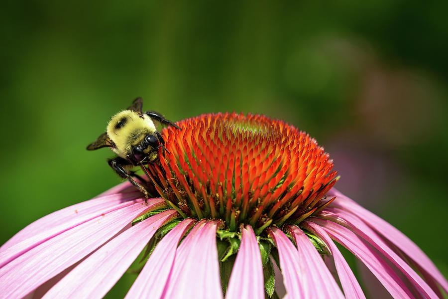 Fluffy Bumblebee on a Purple Coneflower 1 Photograph by Dimitry Papkov