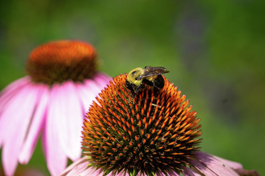 Fluffy Bumblebee on a Purple Coneflower 3 Photograph by Dimitry Papkov