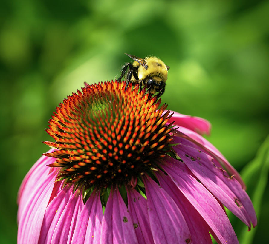 Fluffy Bumblebee on a Purple Coneflower 4 Photograph by Dimitry Papkov
