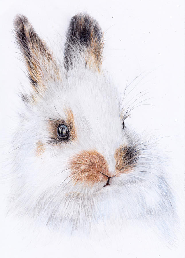 Rabbit Painting - Fluffy Bunny Rabbit by Debra Hall