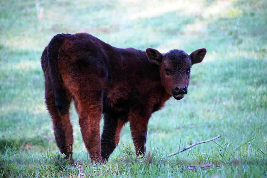 Fluffy Calf Photograph by Mike Murdock