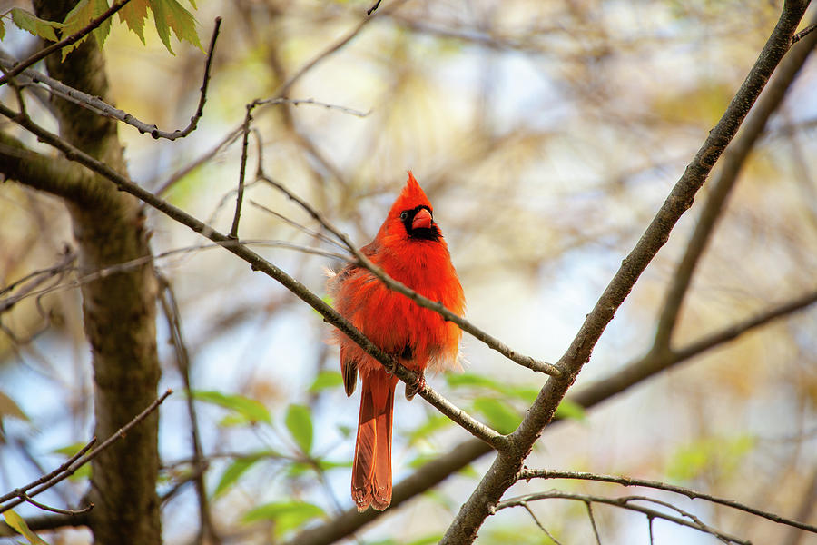 Bird Photograph - Fluffy Cardinal by Karol Livote