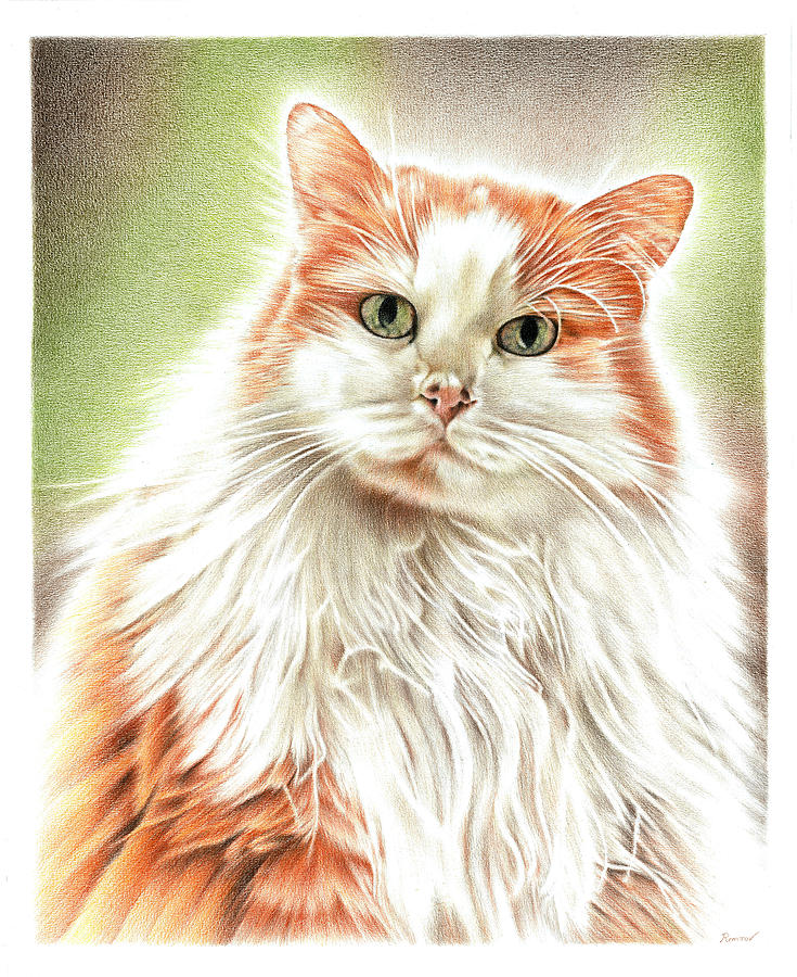 Fluffy Cat Drawing by Casey Remrov Vormer