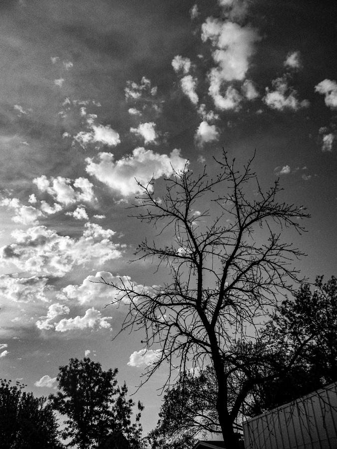 Fluffy Clouds, Spindly Tree Photograph by W Craig Photography