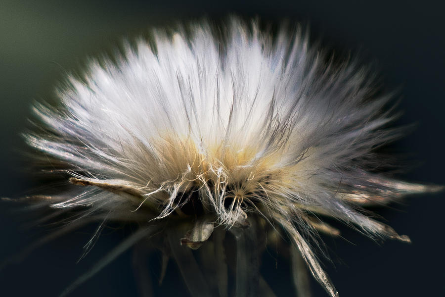 Fluffy Dandelion Photograph by Carrie Hannigan