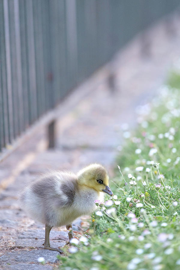 fluffy duck animal