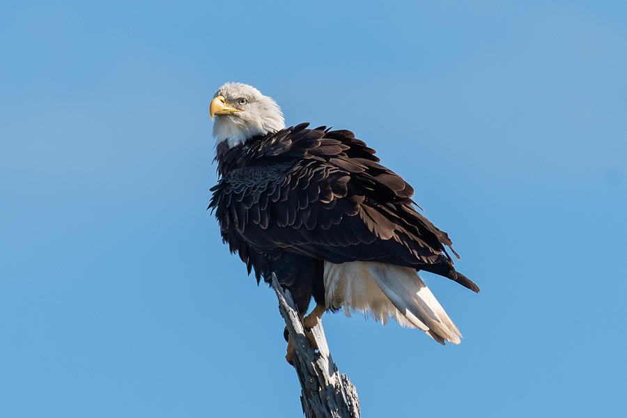 Fluffy Eagle Photograph by Linda Andrews - Fine Art America