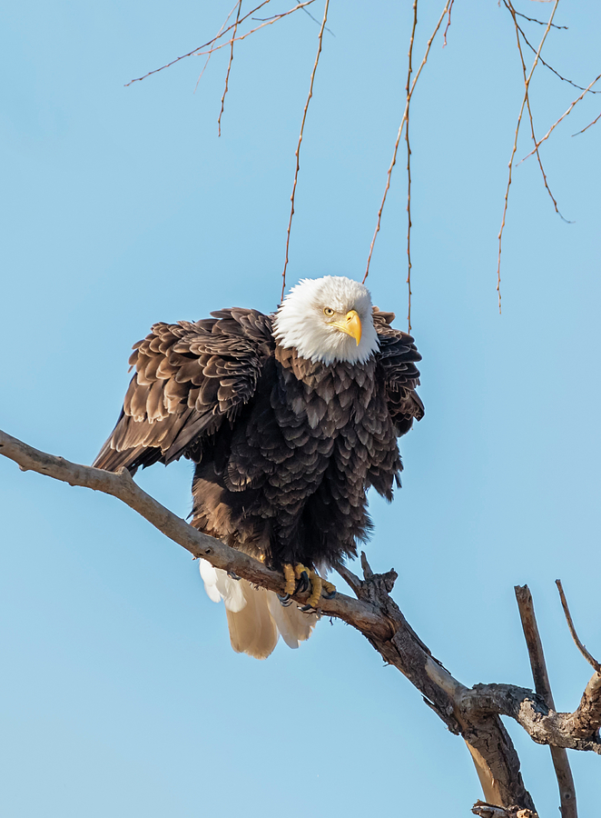 Fluffy Eagle Photograph by Loree Johnson