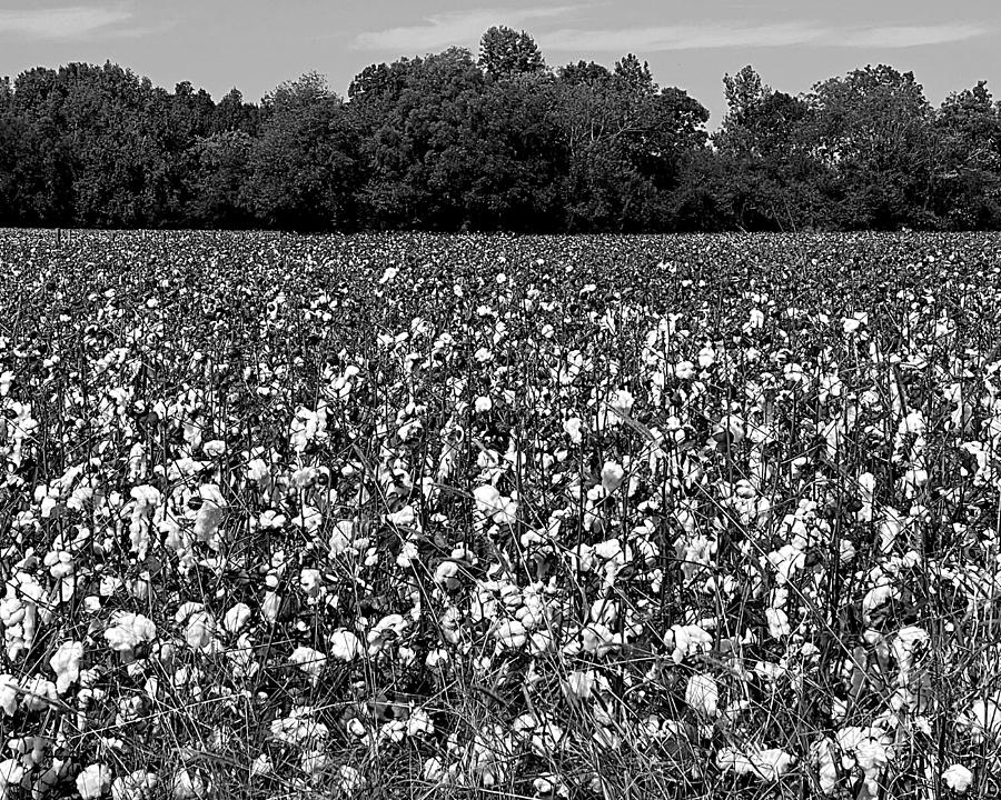 Fluffy Field BW Photograph by Lee Darnell