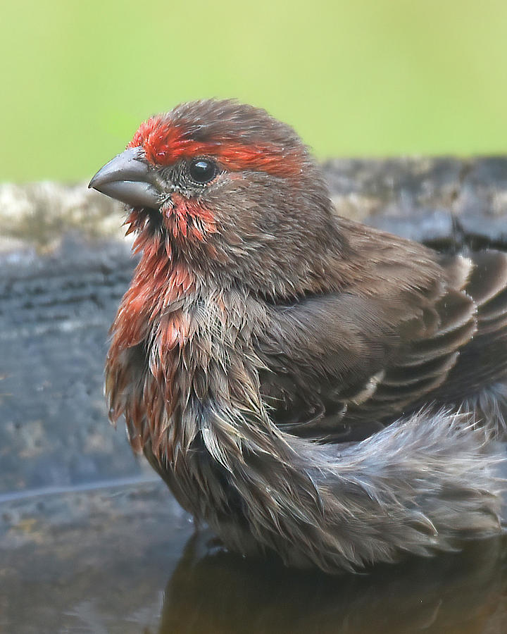 Feather Photograph - Fluffy Finch by Jerry Griffin