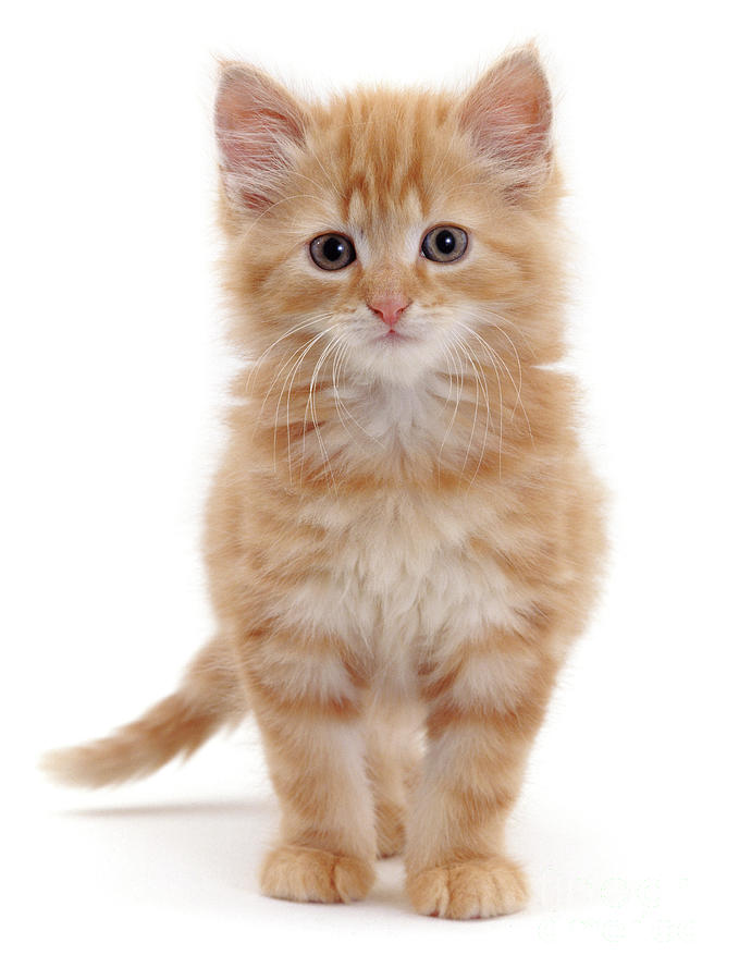 Fluffy ginger kitten standing Photograph by Warren Photographic