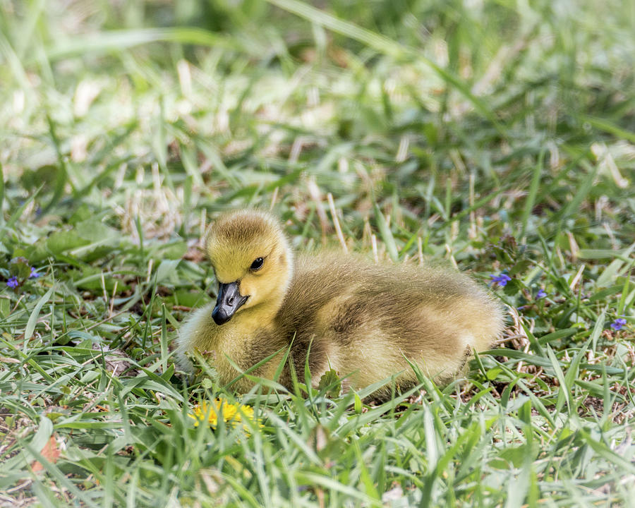 Fluffy Gosling #9 Photograph by Patti Deters