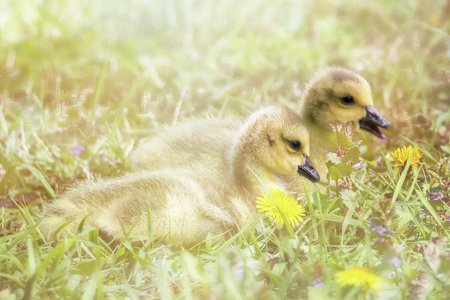Goose Photograph - Fluffy Gosling Chicks #1 by Patti Deters