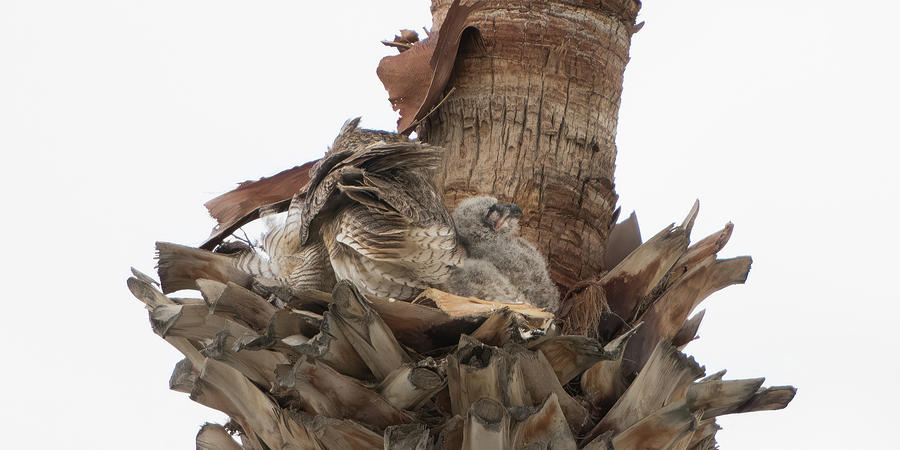 Fluffy Great Horned Owl And Owlet Photograph By Jean Claude Hebert ...