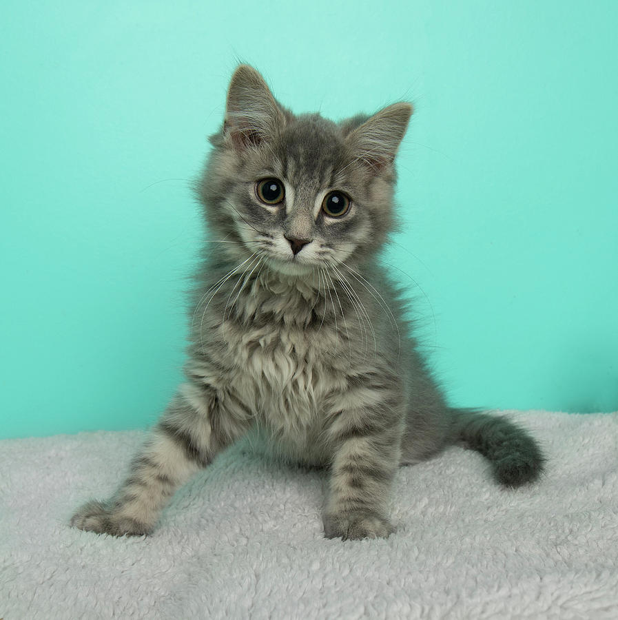 Fluffy Grey Tabby Kitten Sitting Down Photograph by Ashley Swanson ...