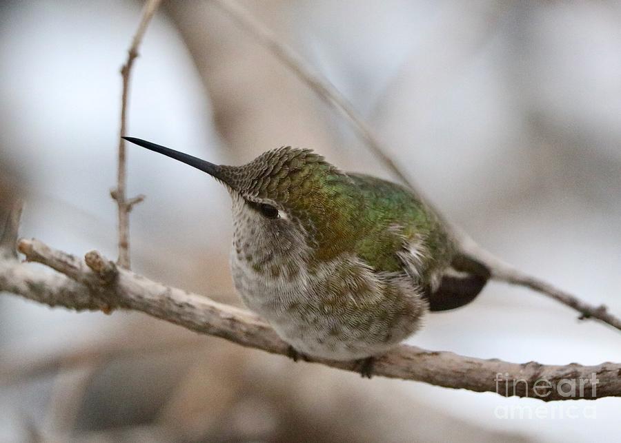 Fluffy Hummingbird on Branch Photograph by Carol Groenen