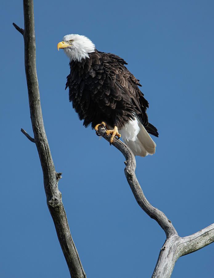 Fluffy Photograph by Jamie Patchen - Fine Art America