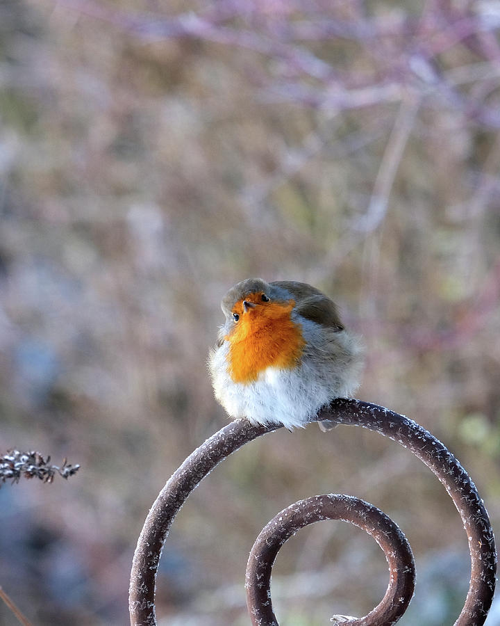 Fluffy little Robin bird in winter Photograph by Karen Kaspar