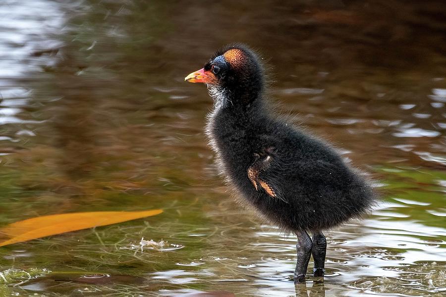 Fluffy Moorhen Chick Photograph by Bradford Martin