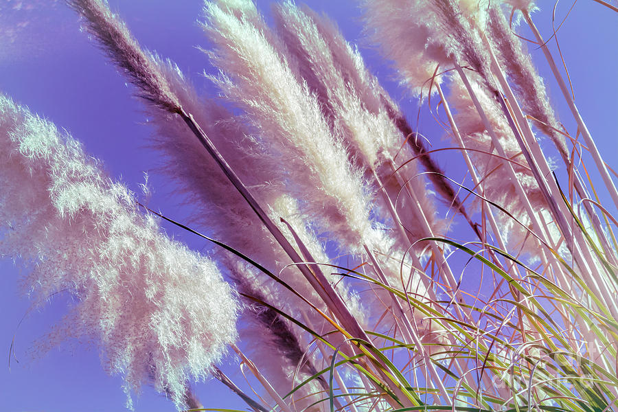 Fluffy Pampas Grass in Pink Photograph by Roslyn Wilkins